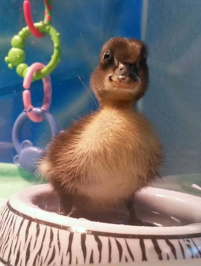 Qwackerjack @4 days old.
