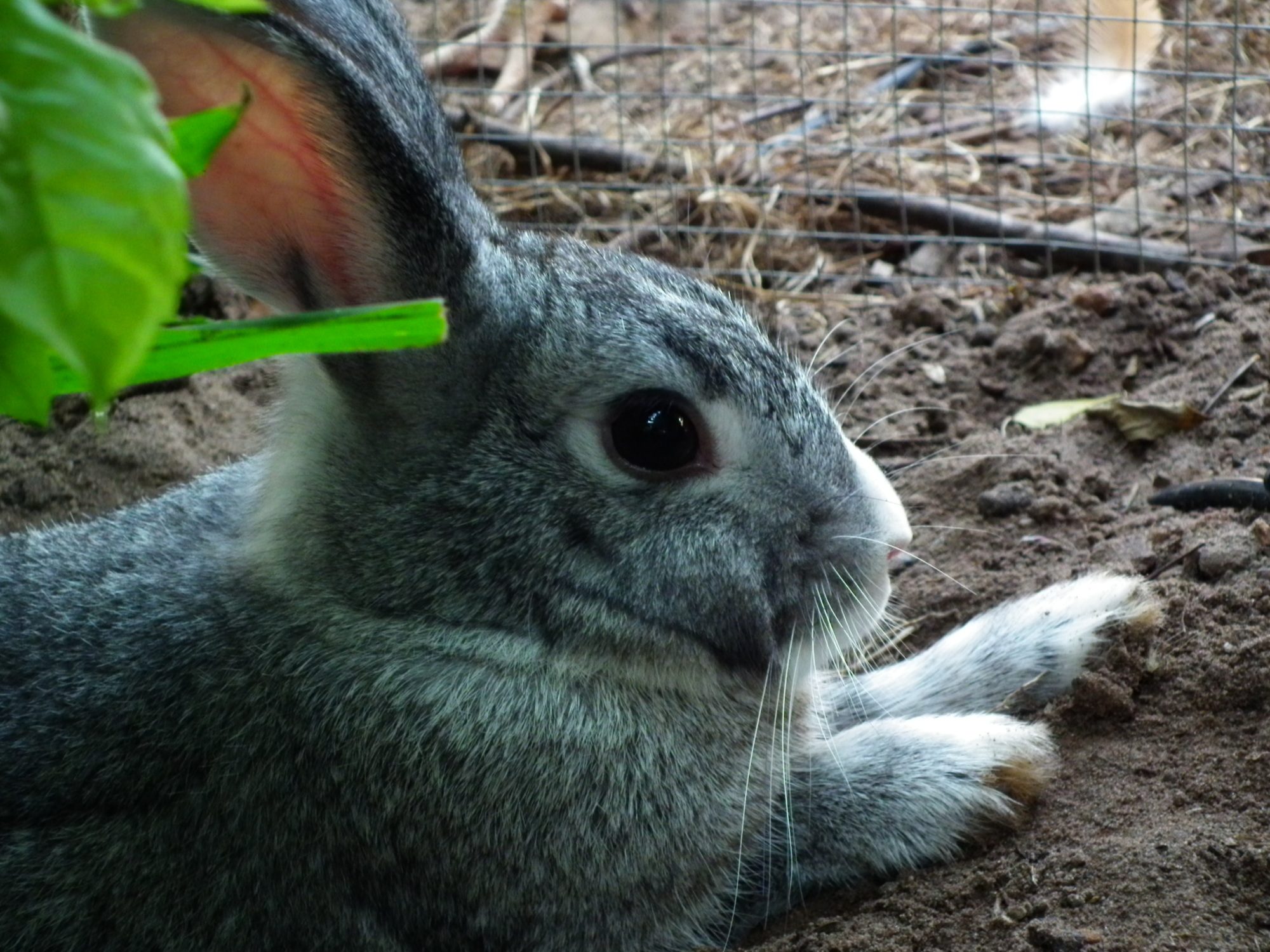 Rabbit
