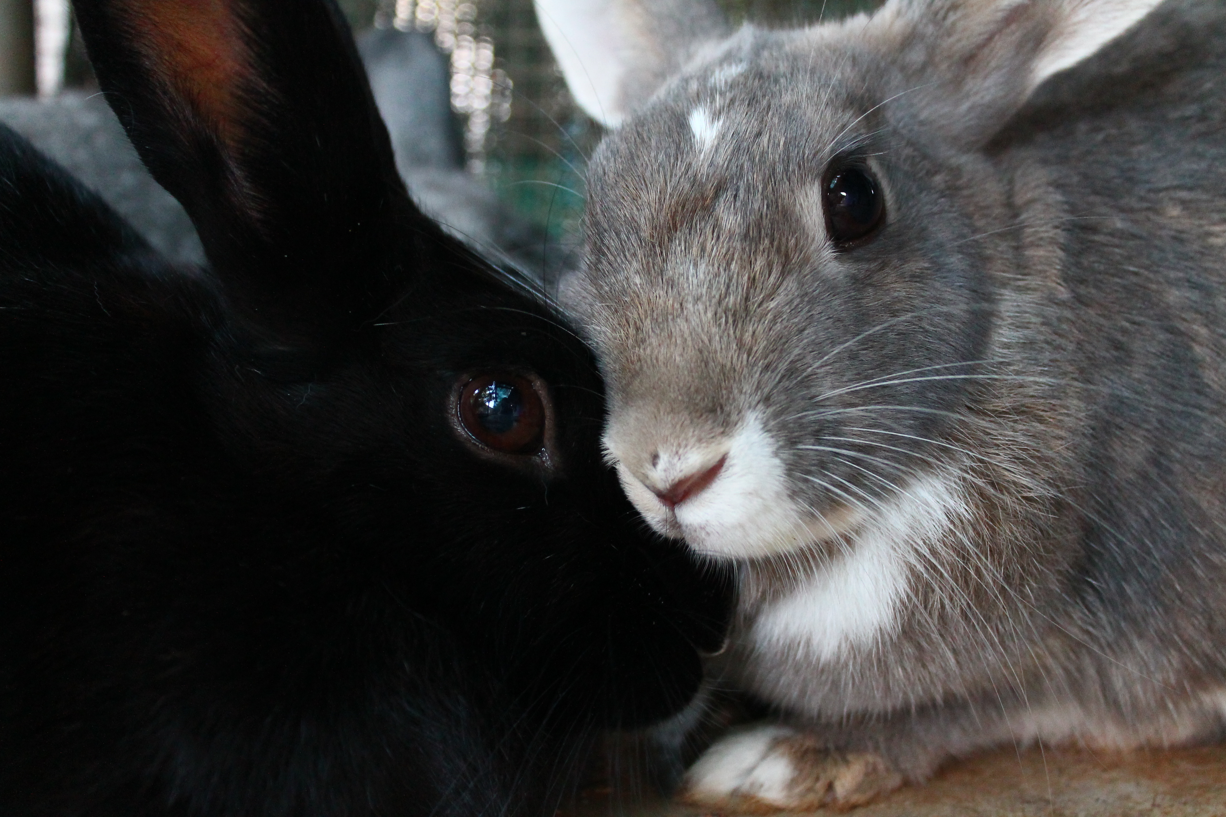 Rabbits
