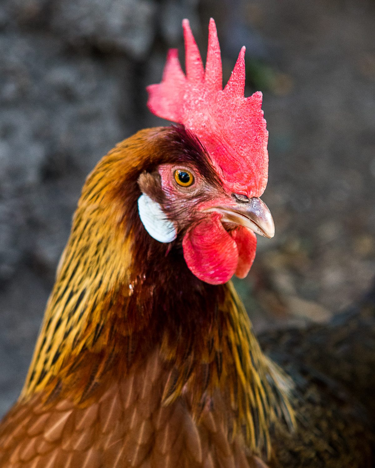Racer a brown leghorn and professional photo model