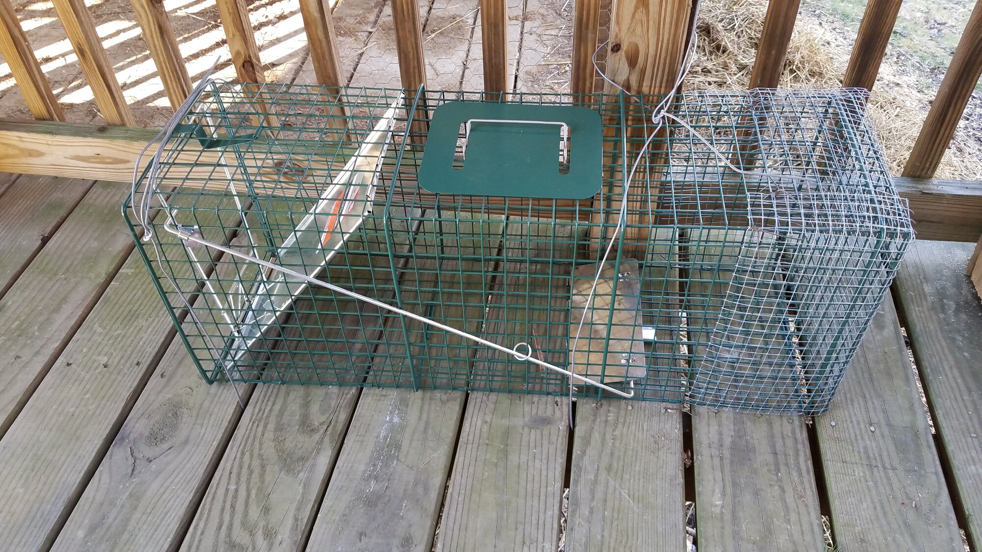 Racoon trap, tied down to the floor and reiling