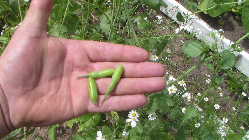 Radish Seed Pods 3