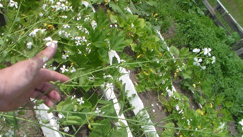 Radish Seed Pods