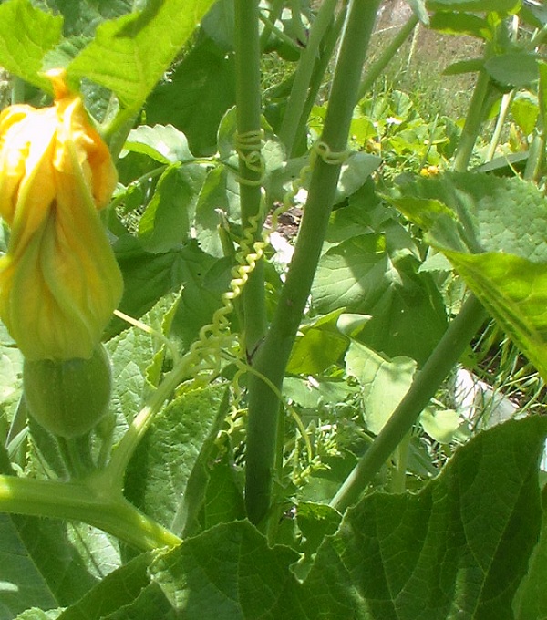 Radish Support Plant