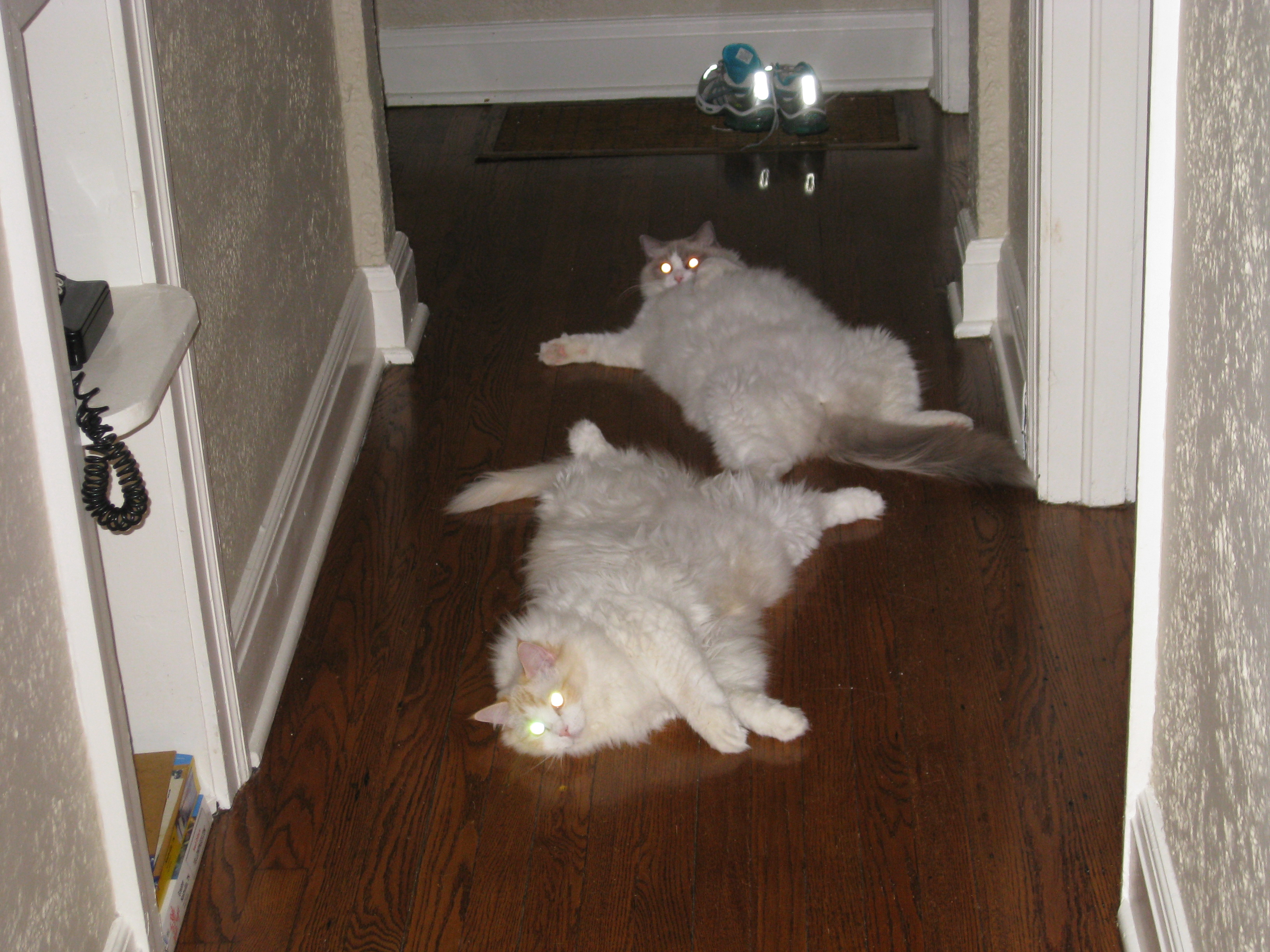 Ragdoll kits being ragdolls