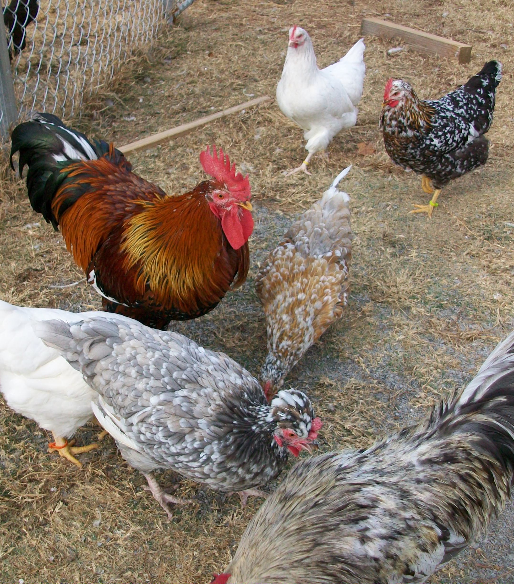 Ragnar and some of his girls. Two double dilutes in this group and a photo bombing Silverudd's Blue too.