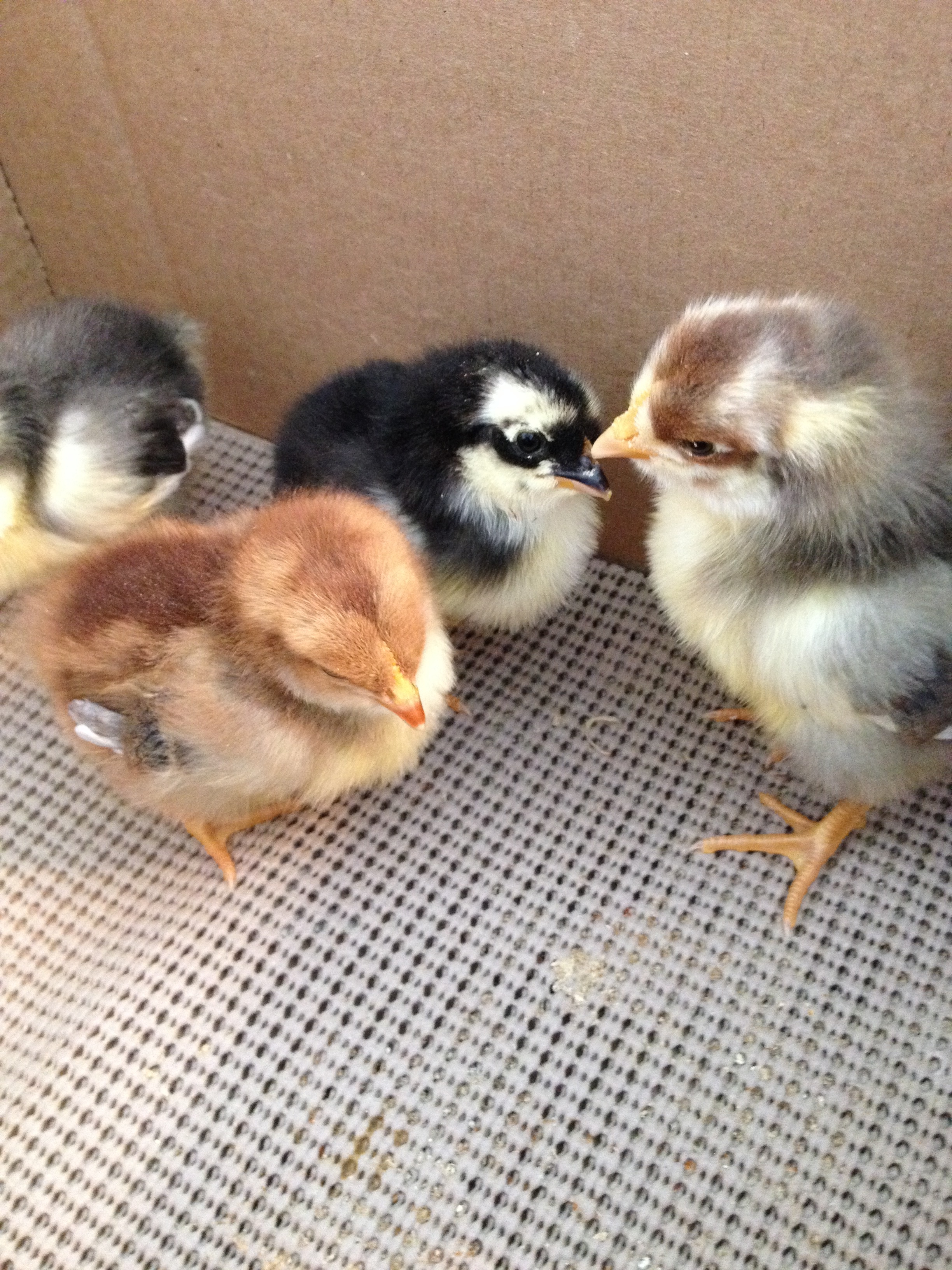 Ragnar's newest babies 4 days old