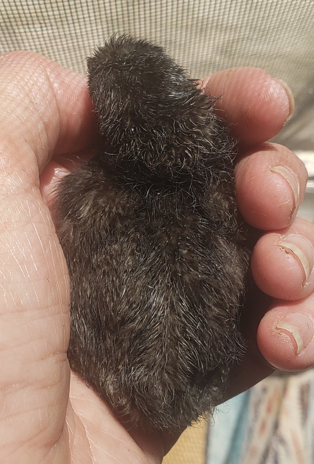 Ragtop - Silkie Egger