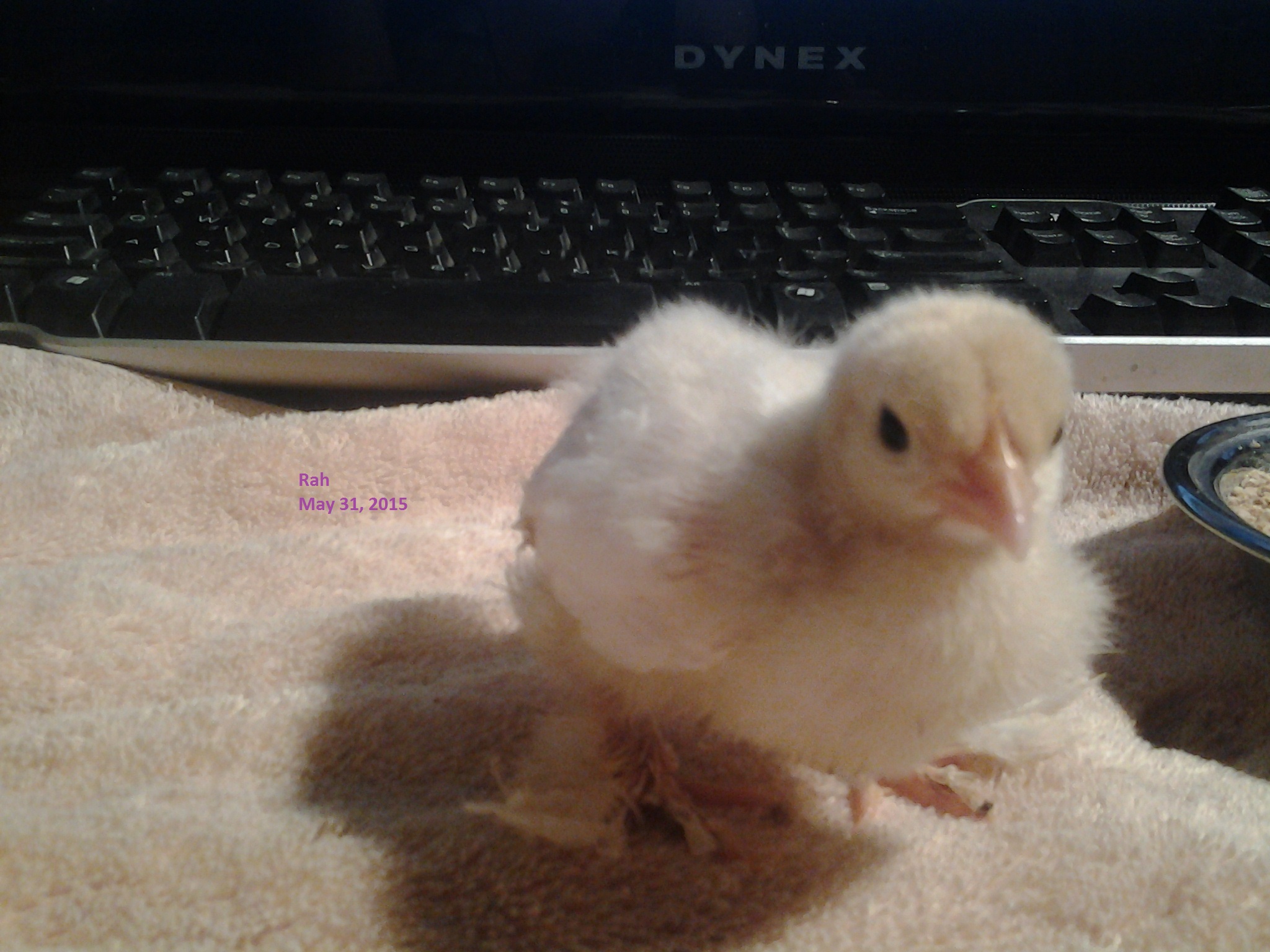 Rah
White Frizzle Bantam Cochin
