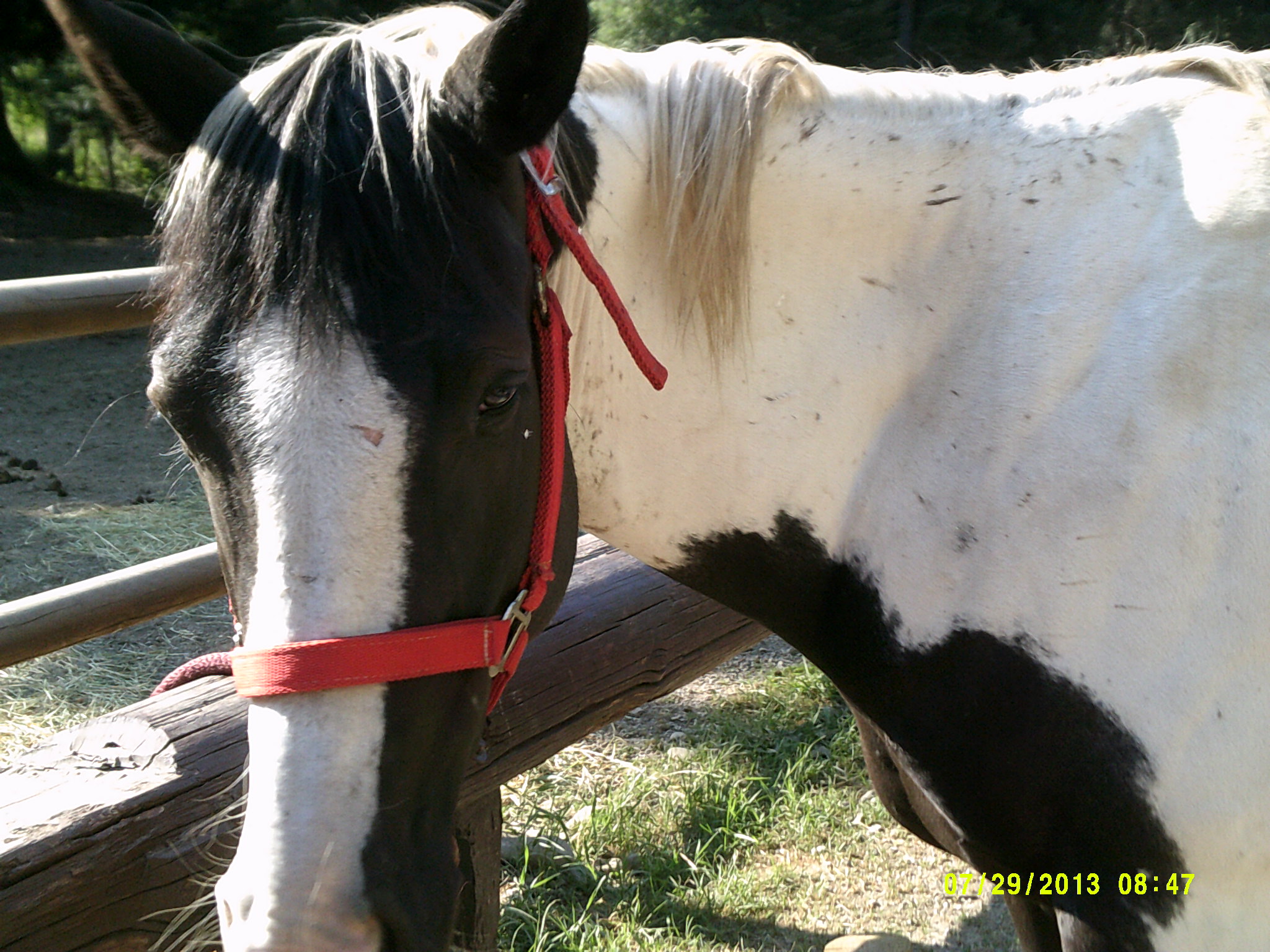 Rain is my neighbor horse