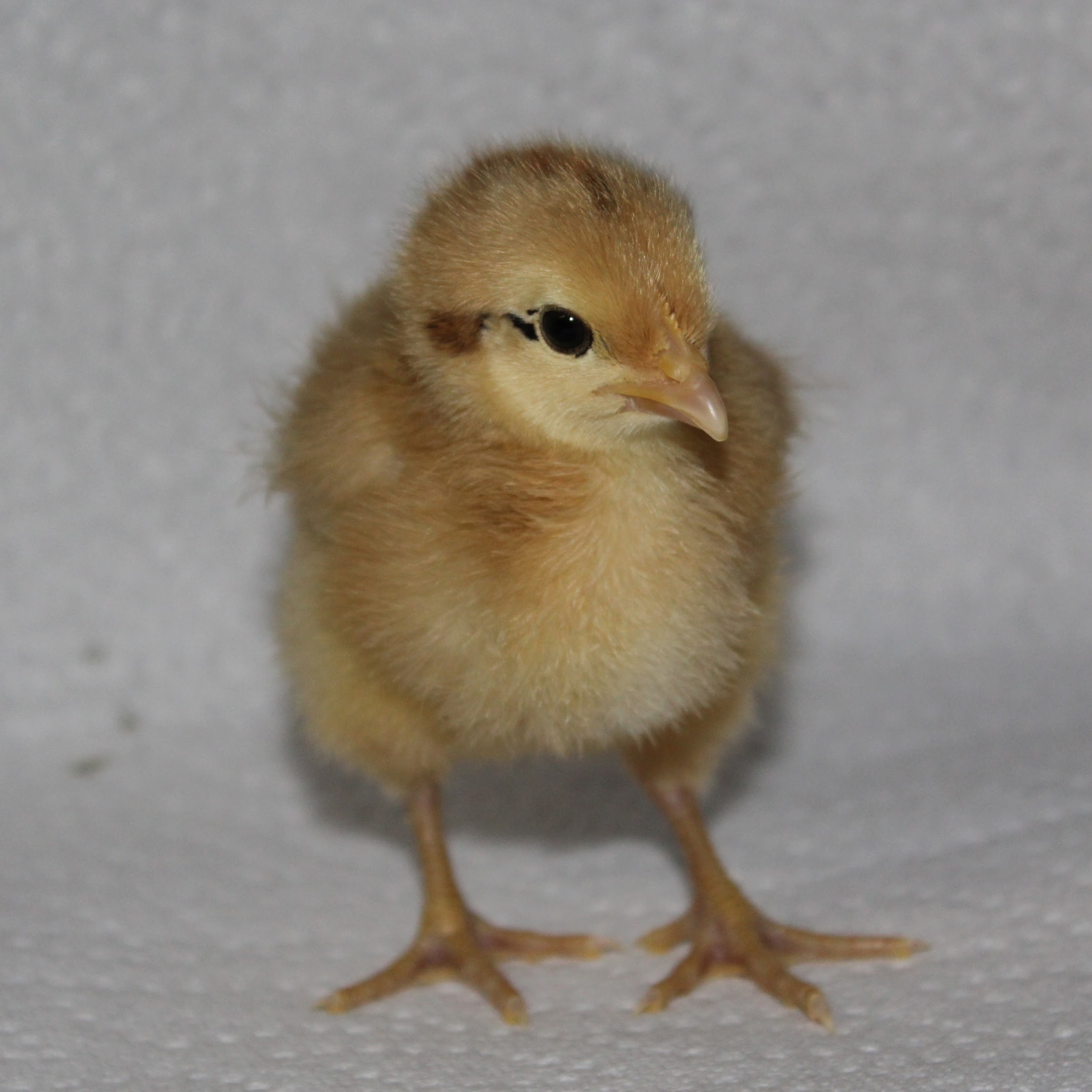 Rainbow Dixie (Pioneer) Chick