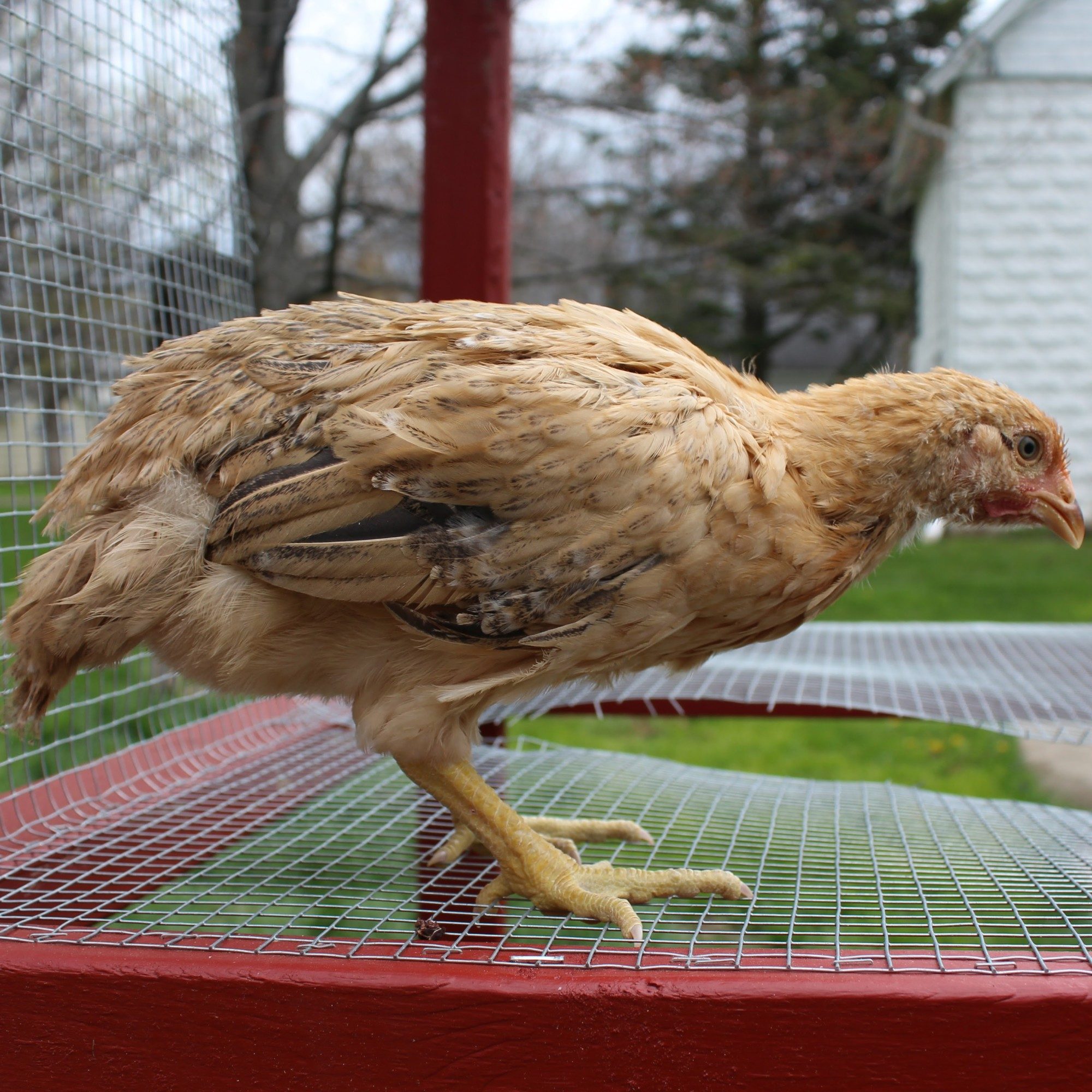 Rainbow Dixie BackYard Chickens