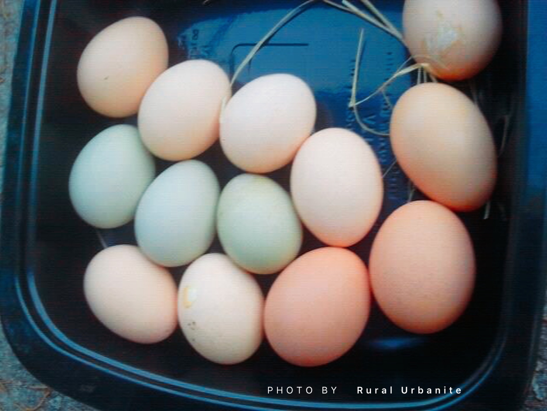 Rainbow of Eggs!
