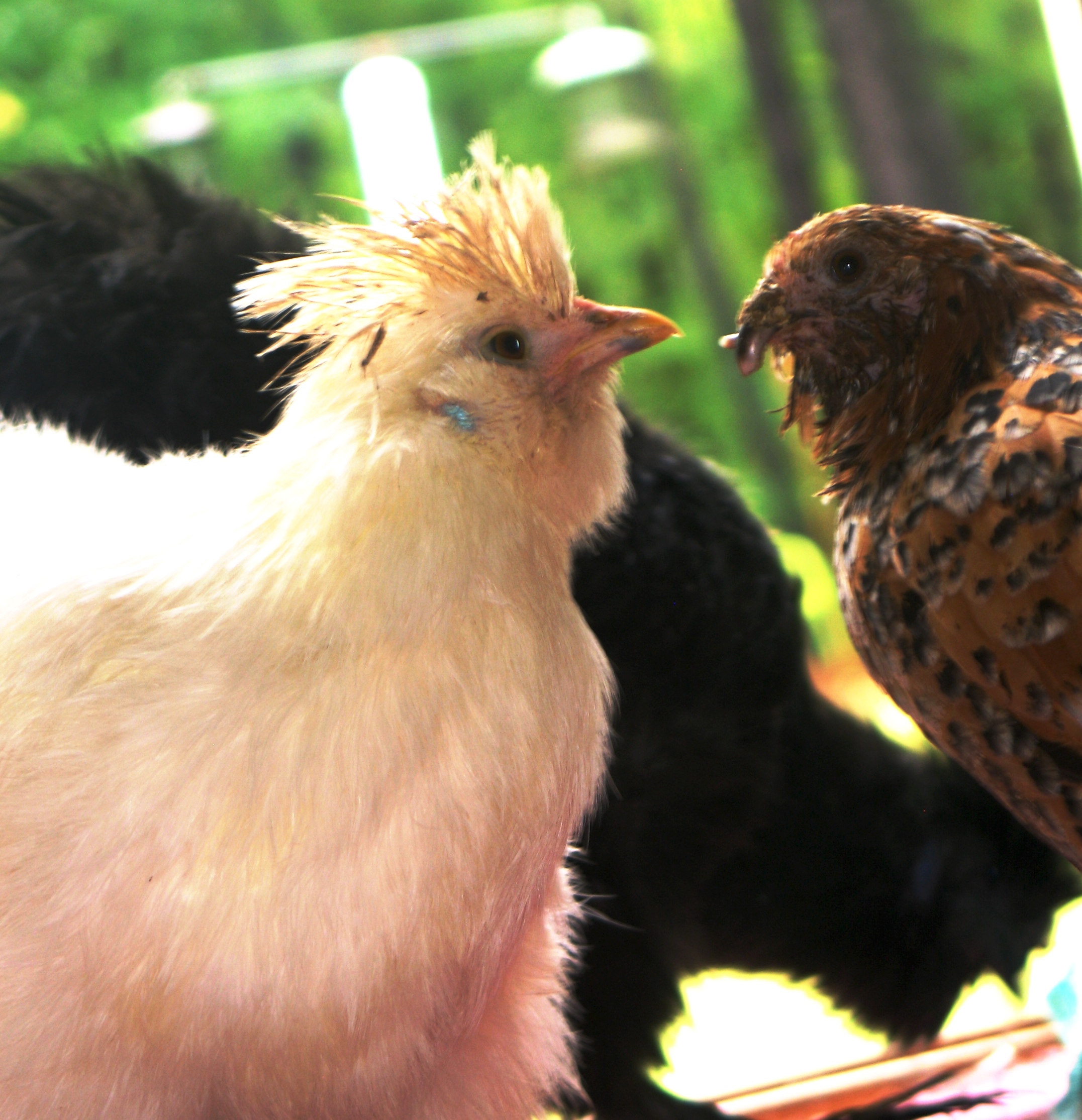 Rainy day in GA.  Here Mohawk is cleaning the bits of food off of Broke Beaks face.