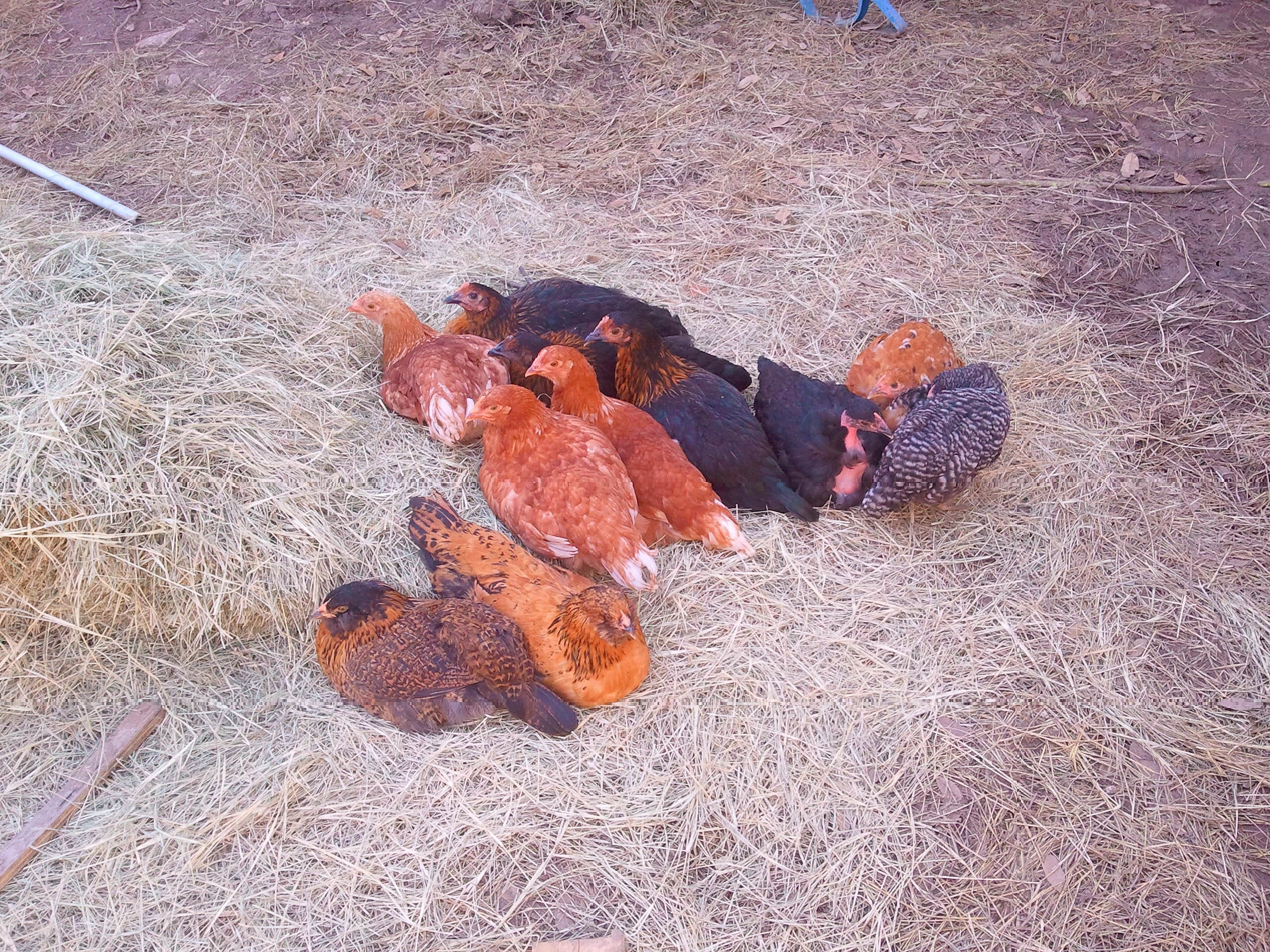Raised these chickens together and they never leave eachother's side
