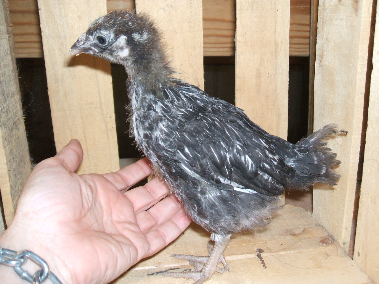 Raisin - 5.20.12 - 8oz