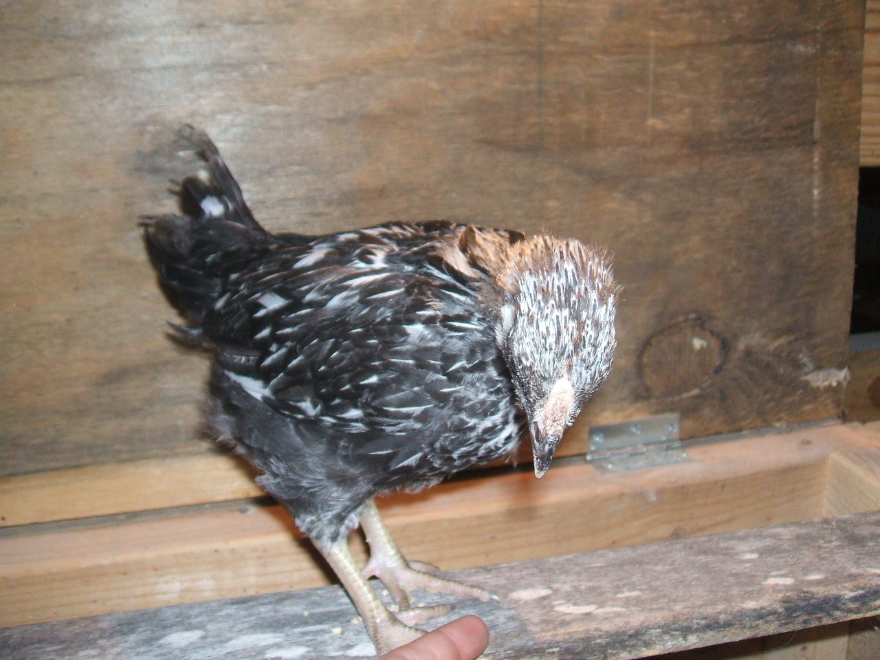 Raisin 5.31.12 (2)