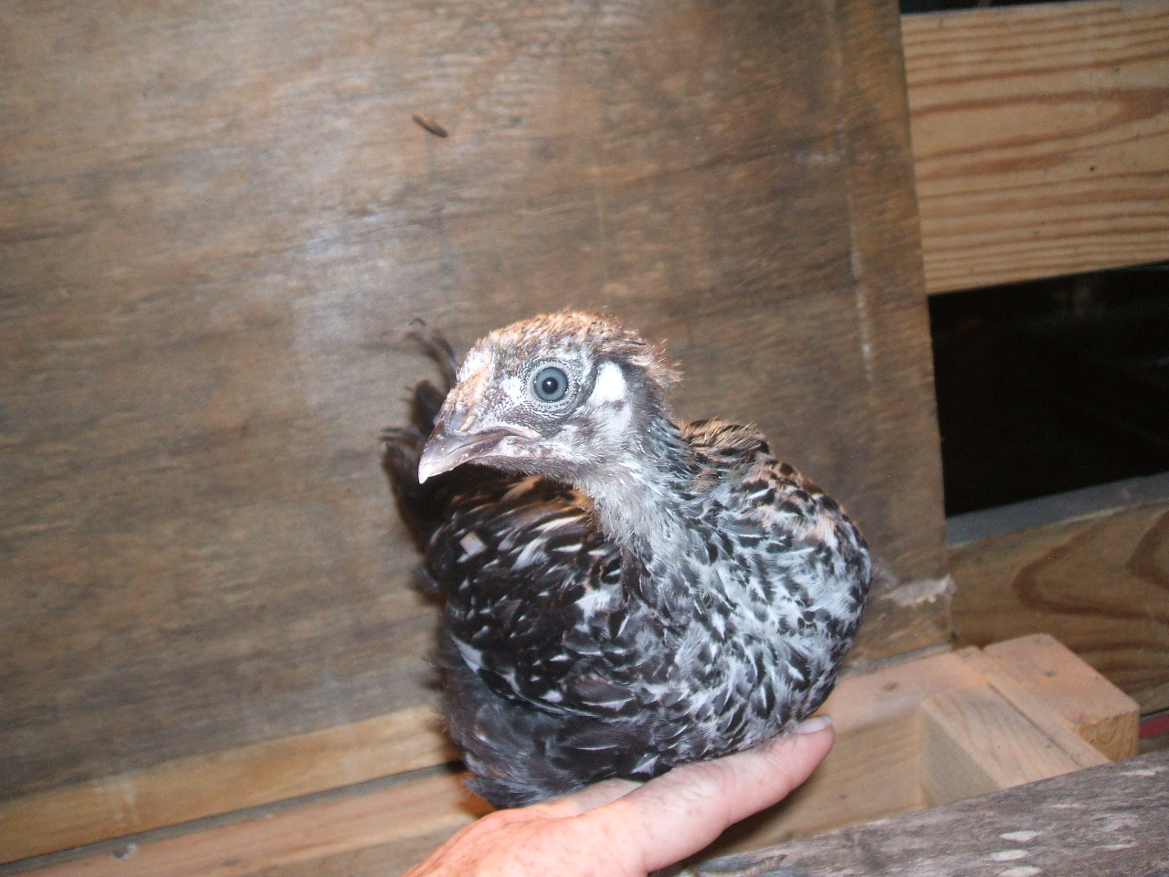 Raisin 5.31.12