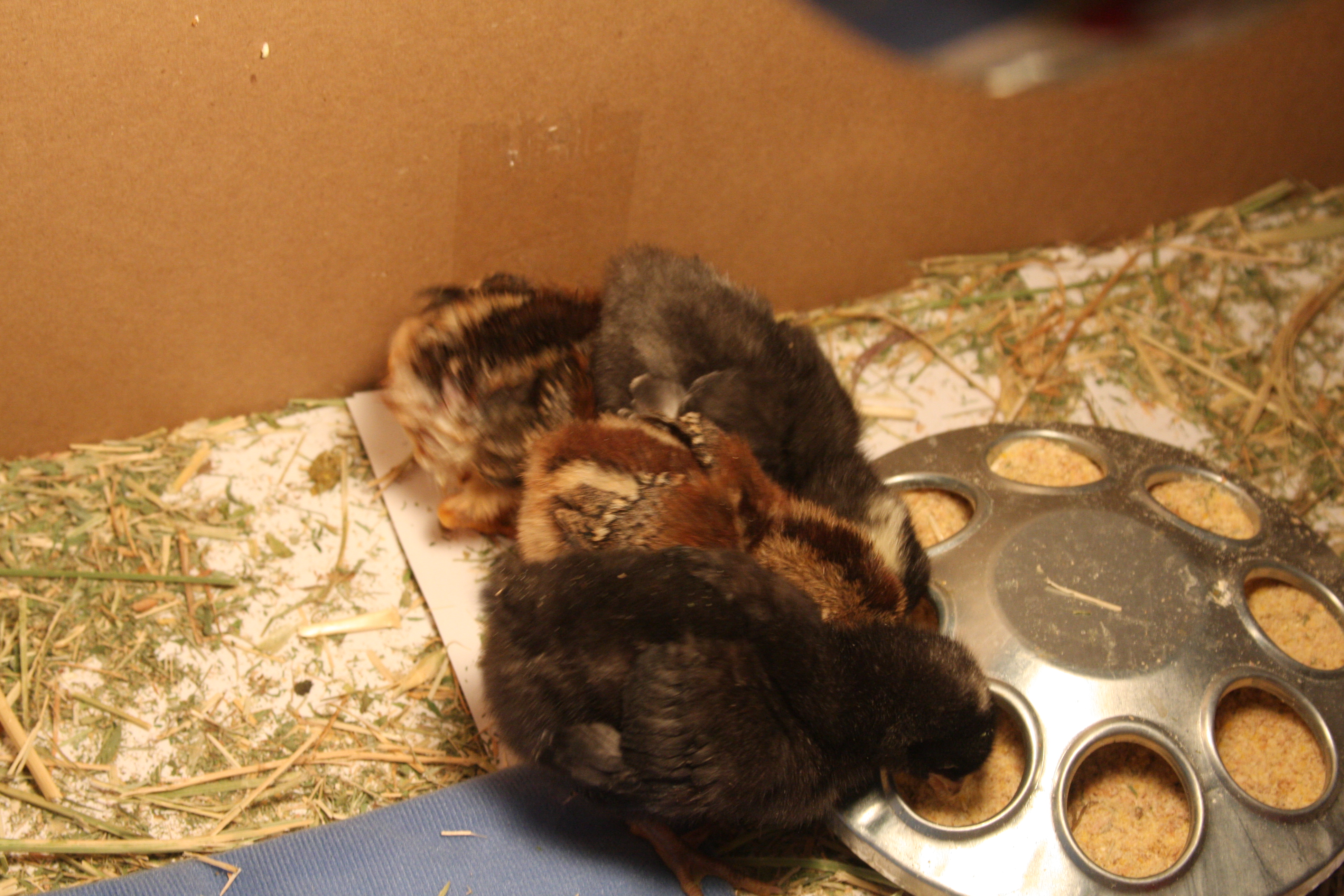 Raising baby chicks in a box in the study