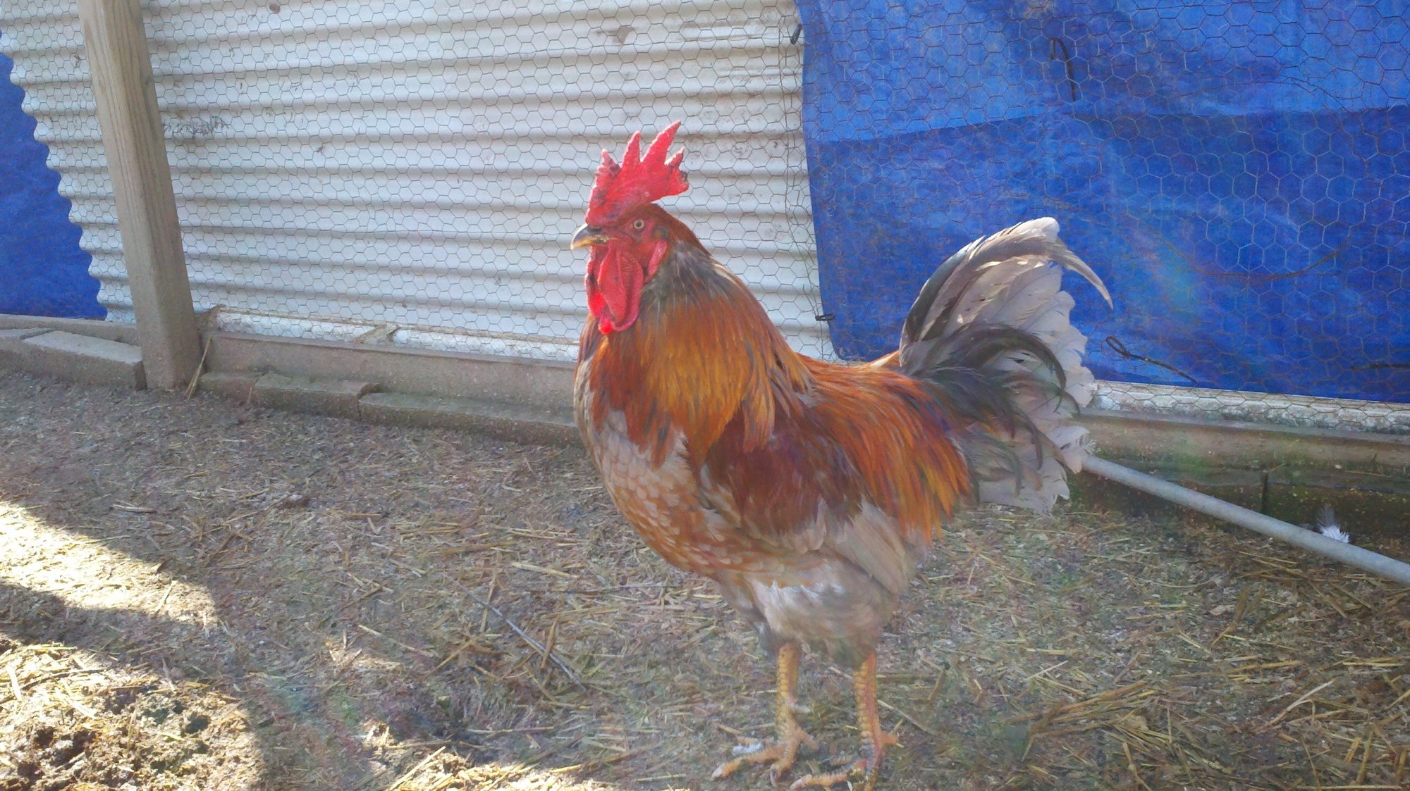 Ralphie's left side