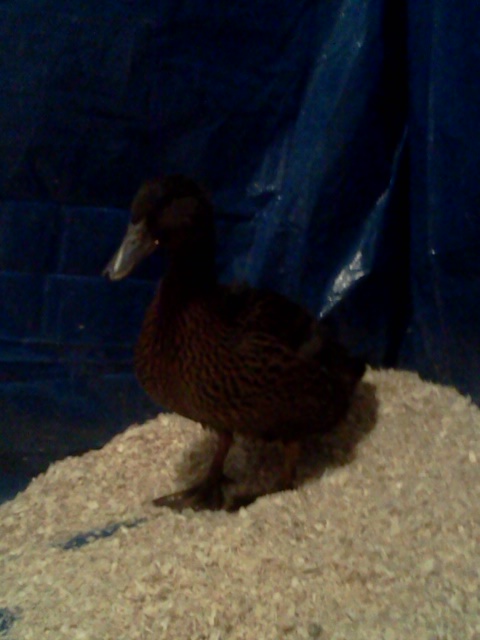 Ralphy