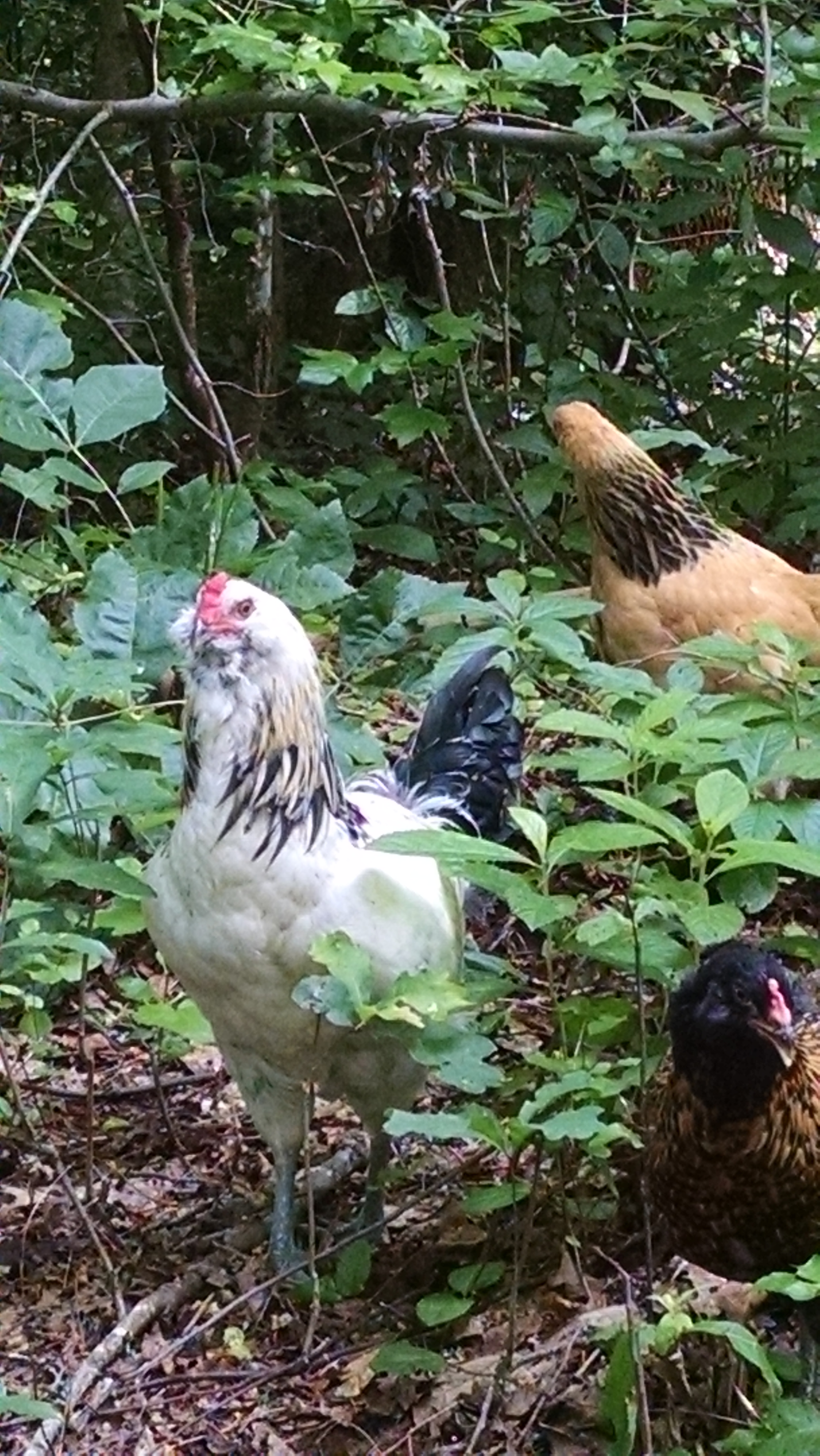 Rambo EE Roo. Socks Buff Brahma.