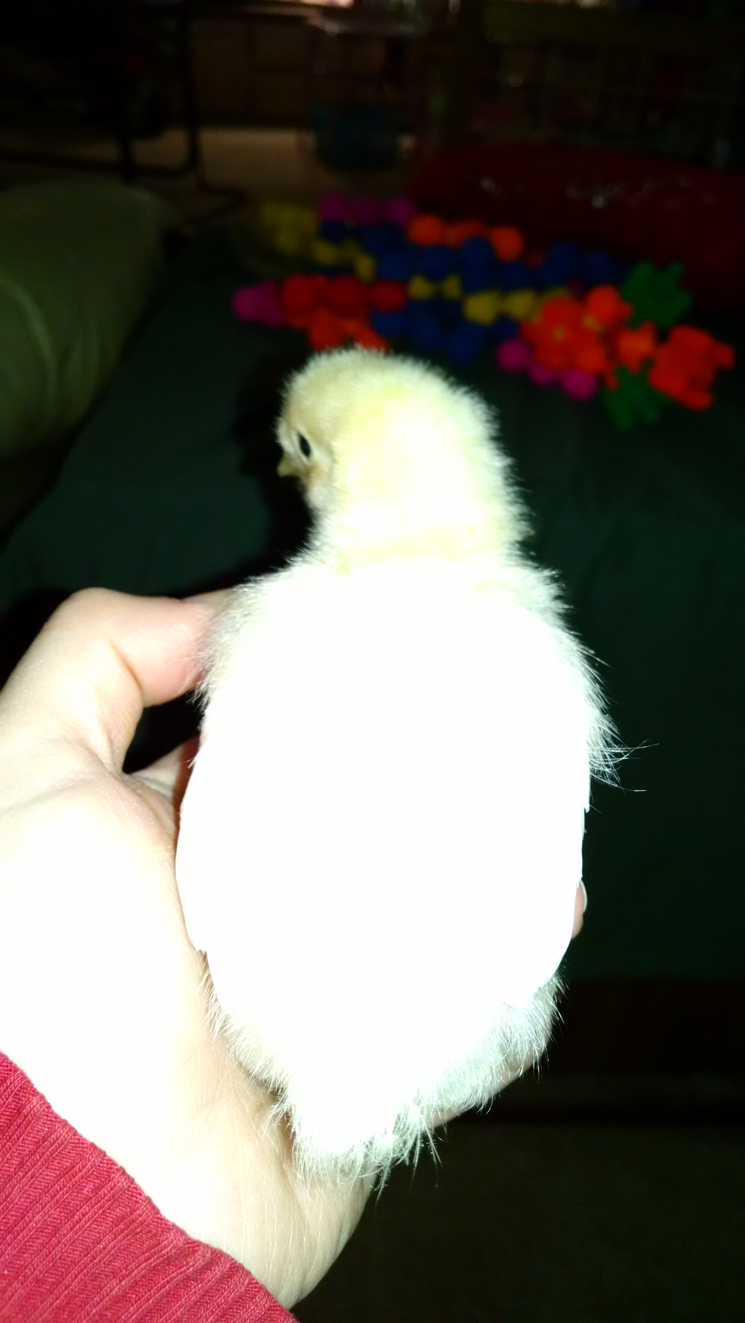 Ramoth born 5/07/16. Silkie/RIR cross breed. 5 toes on one foot and 4 on other.