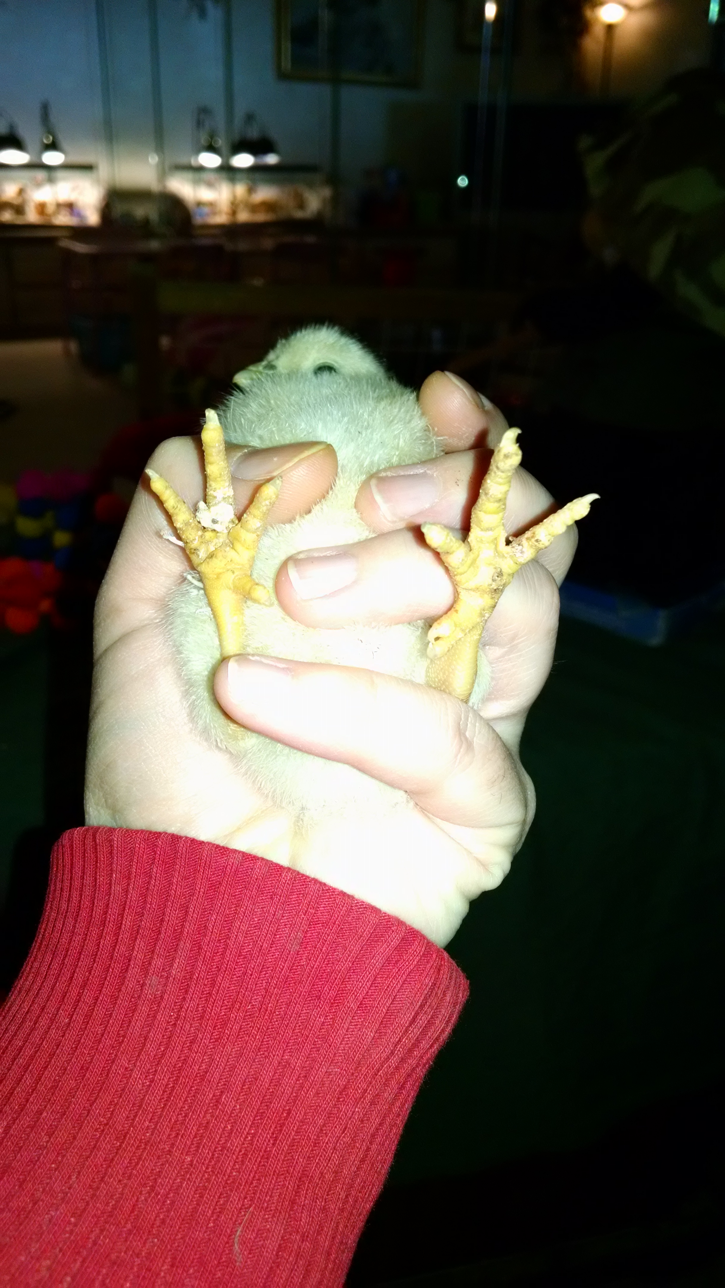 Ramoth's feet
