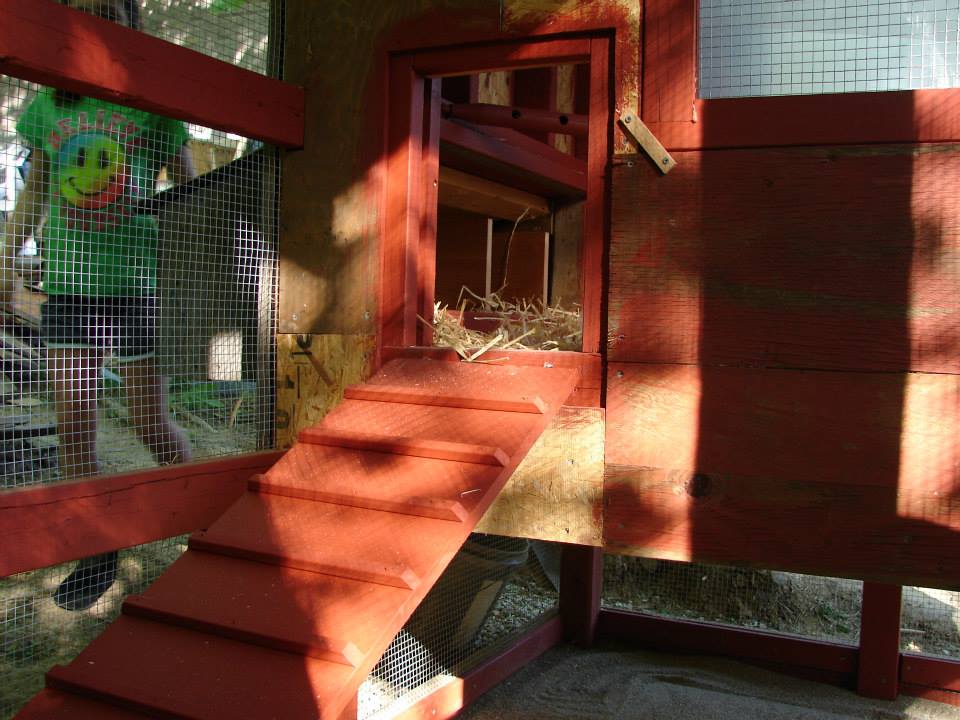 Ramp and pop door on. Still have to add barn wood to the wall in the run.