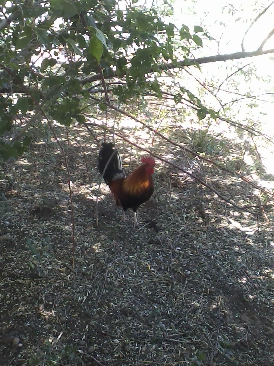 Randall. 1 year old American Game Bantam rooster