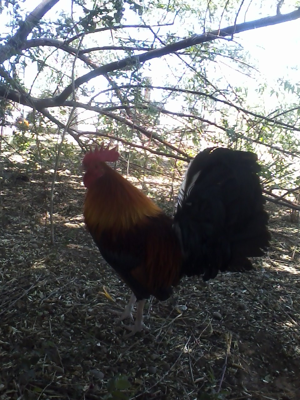 Randall. American Game Bantam