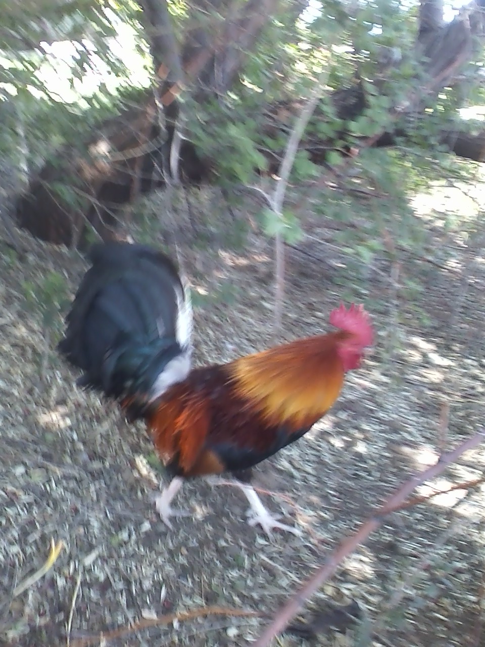 Randall on the run...