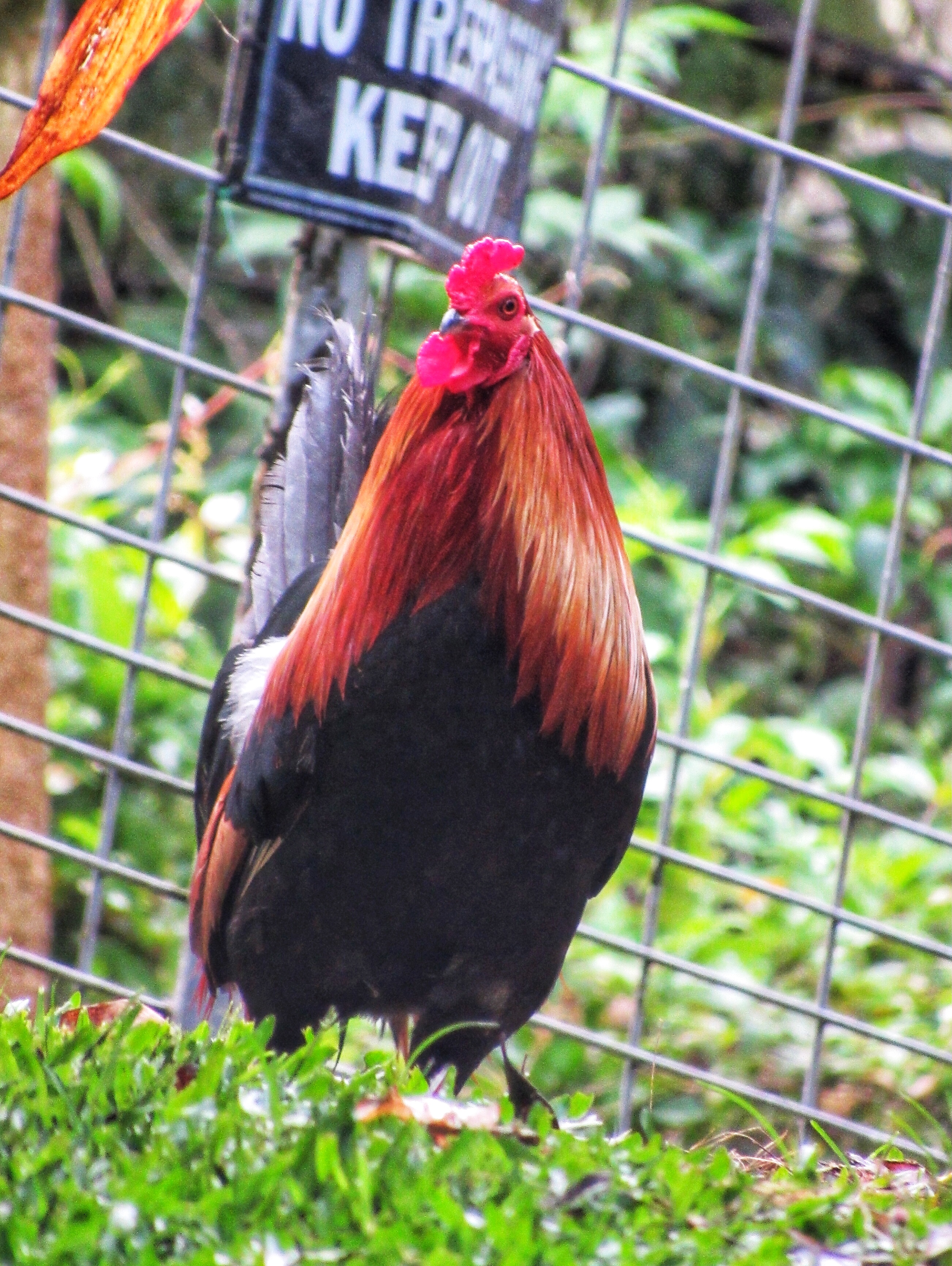 Random Neighbor’s Rooster