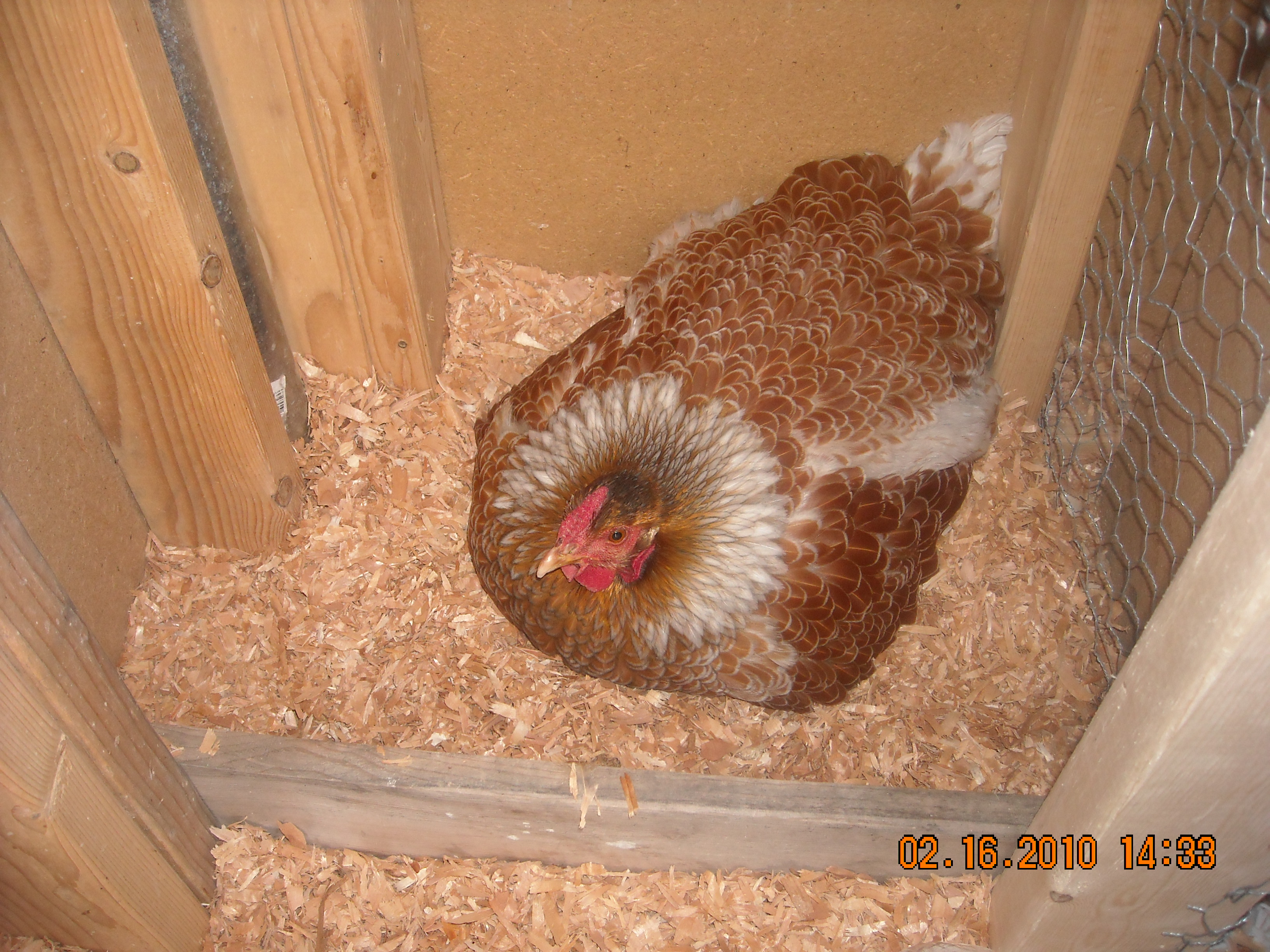Random pictures 025.jpg  My first broody hen, and who got me started incubating!  Little stink!!