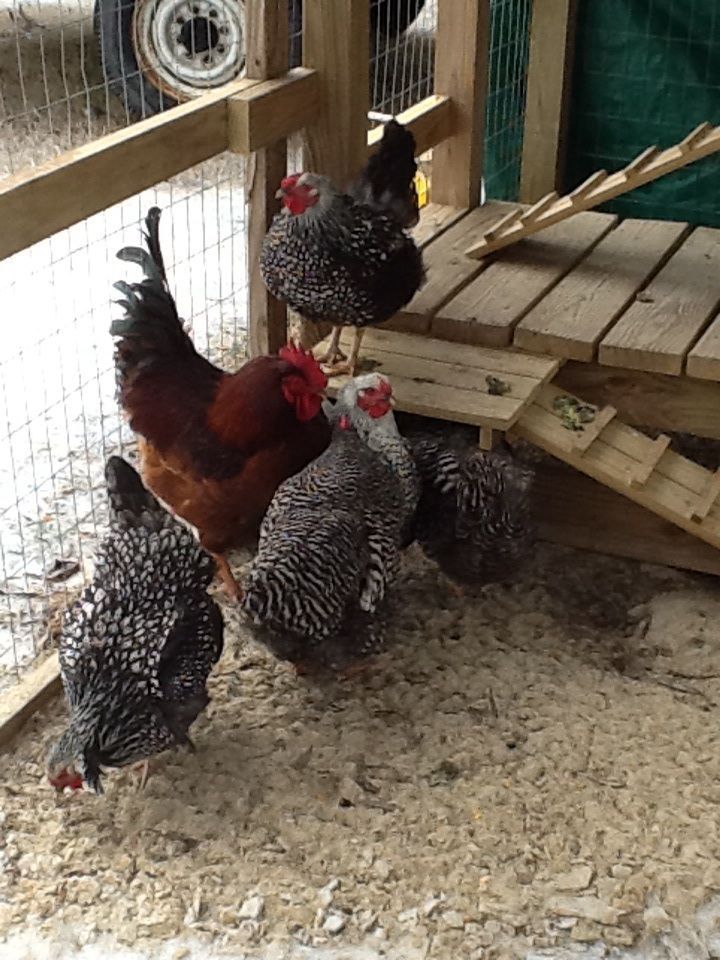 Randy Rooster and his girls.   Randy is a Rhode Island Red and his girls are Silver Laced Wyandotte and Barred Rock.  We will be breeding sex linked later this spring from this group.
