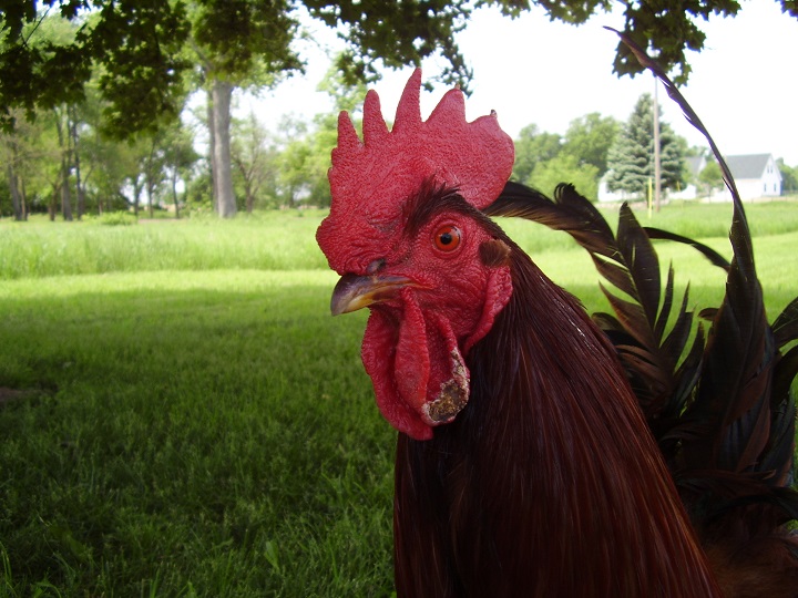 Randy, the "alpha" of the flock.