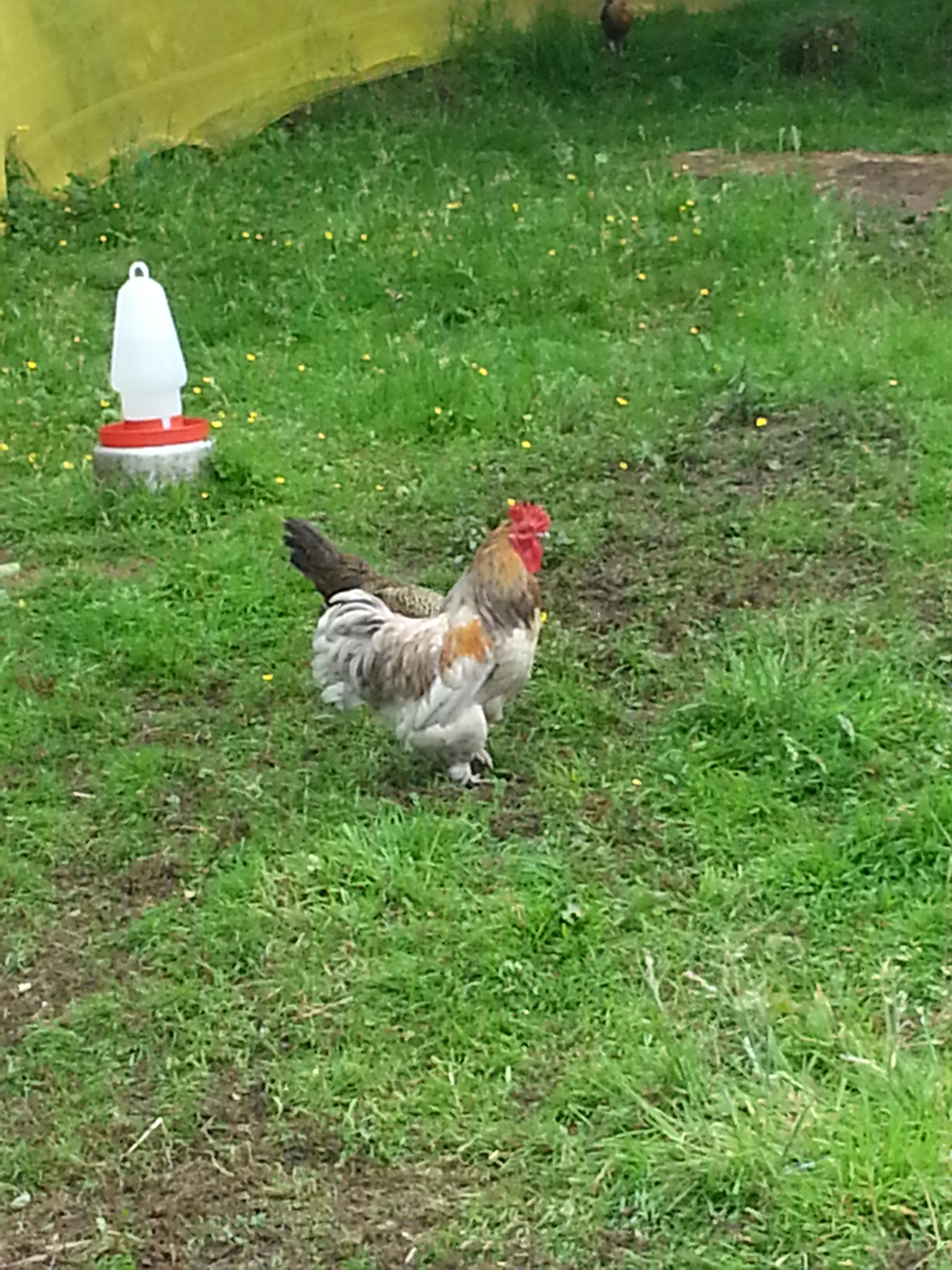randy the rooster