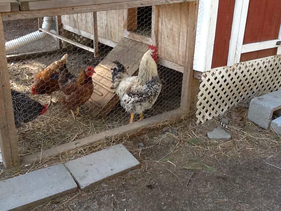 Ranger our rooster with some of the girls