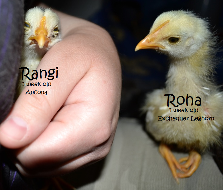 Rangi and Roha at 3 weeks old