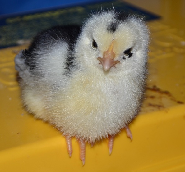 Rangi the 4-day-old Ancona