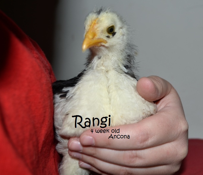 Rangi the Ancona - 4 weeks old