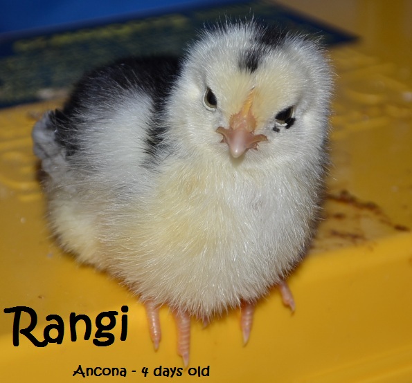 Rangi the troublemaking Ancona! 4 days old