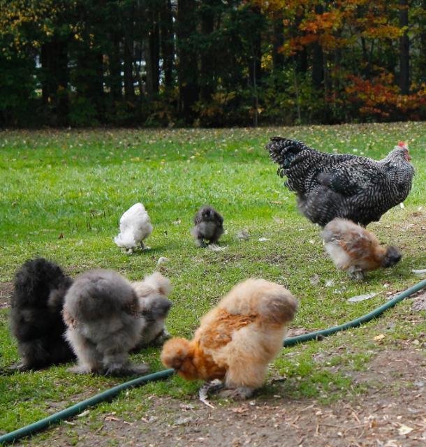 Ranging in autumn