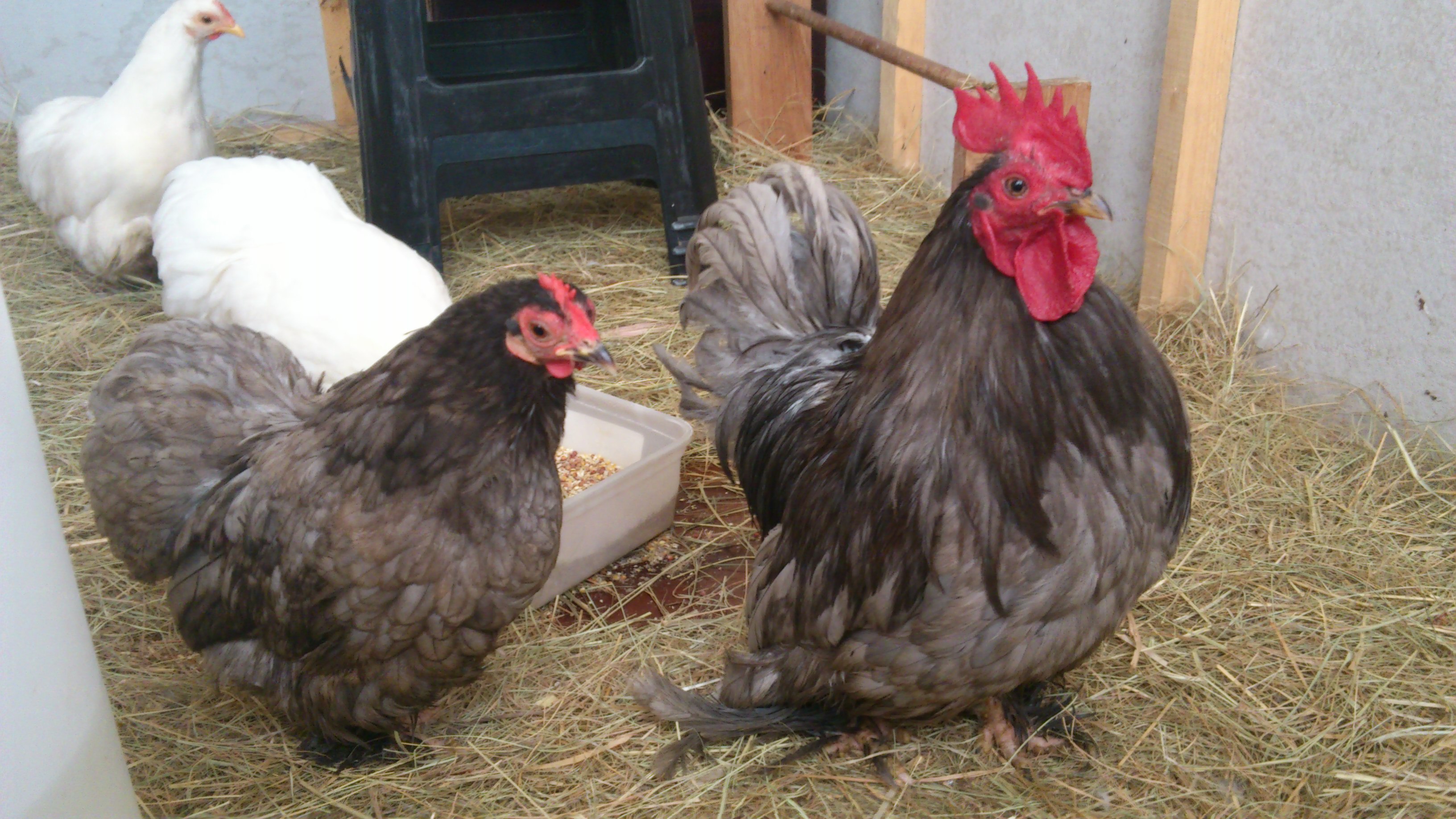 rango and lulu