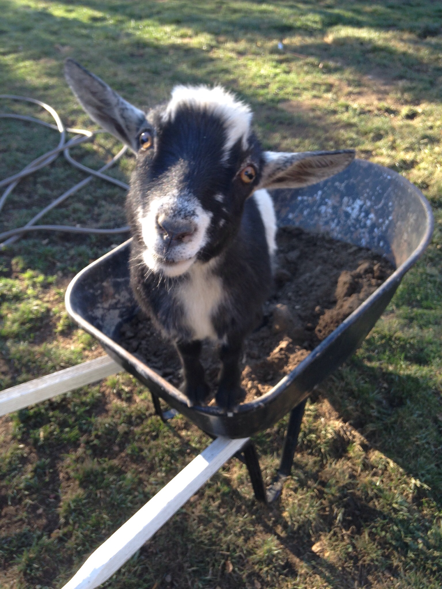 Rango our weathered Nigerian dwarf goat