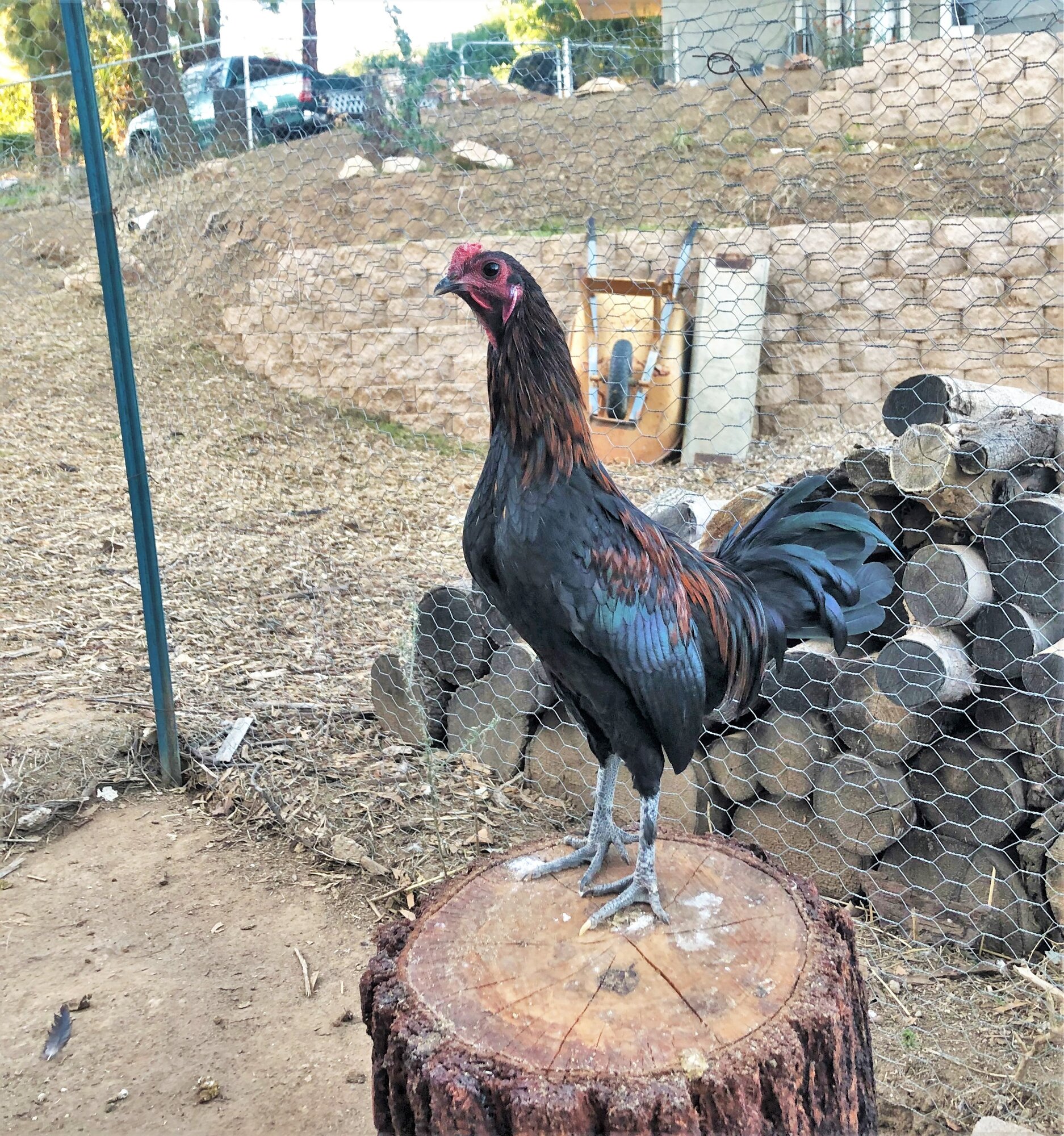 Rapanui Basket Bantam