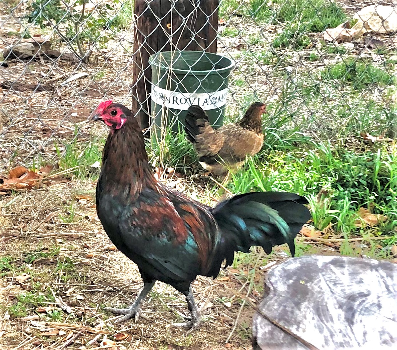 Rapanui Basket Bantam