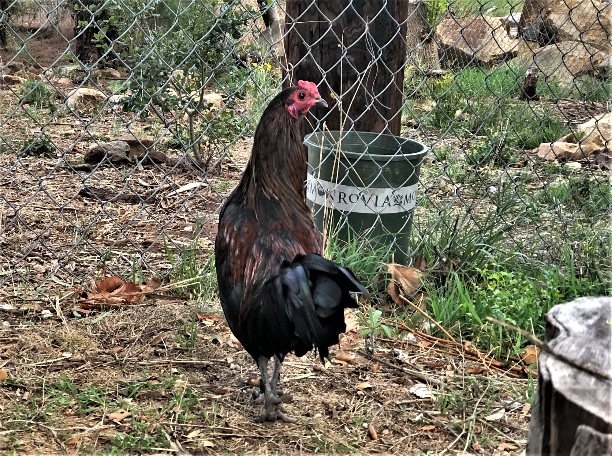 Rapanui Basket Bantam