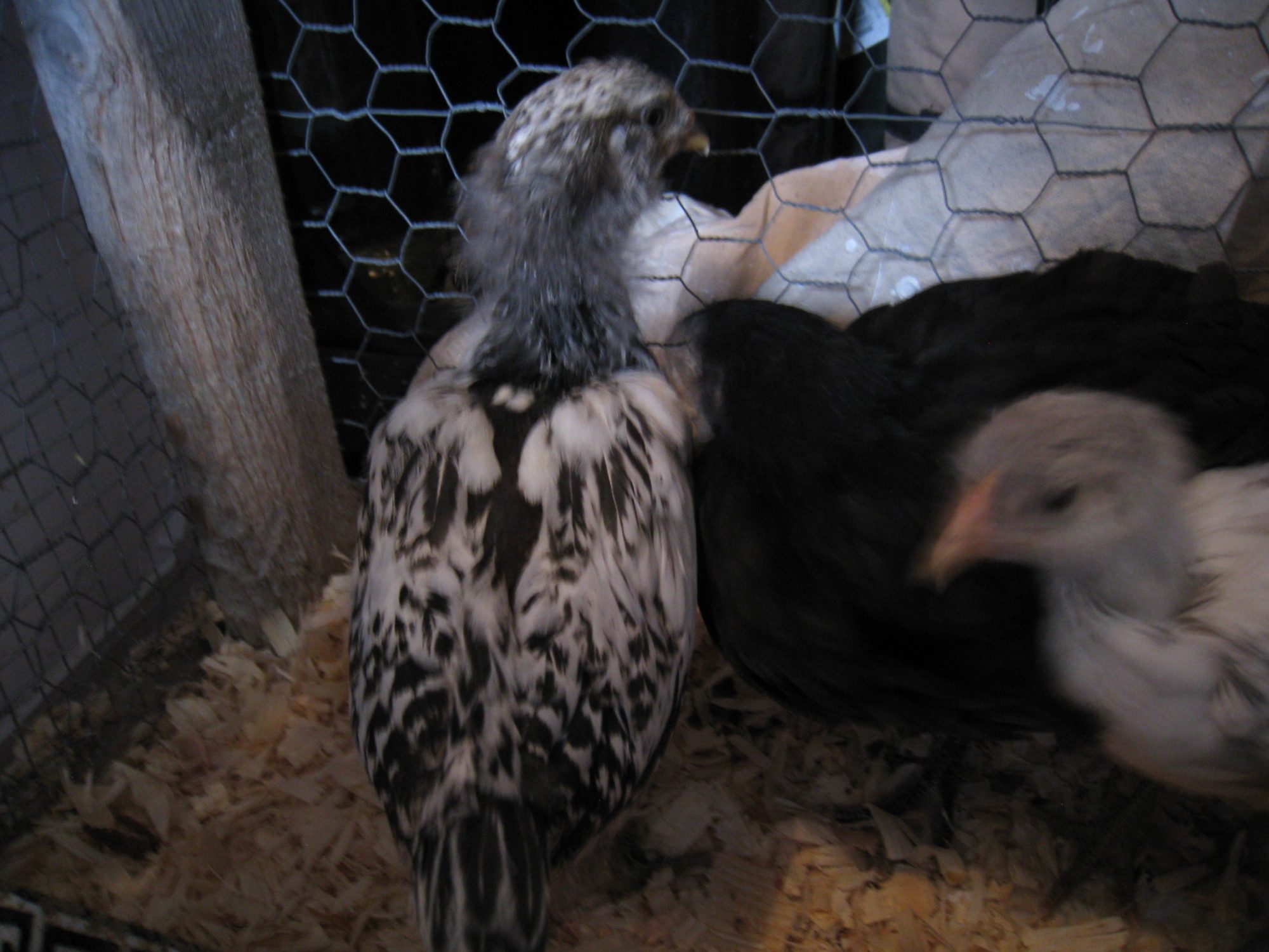 Raplh, Columbian pattern EE roo