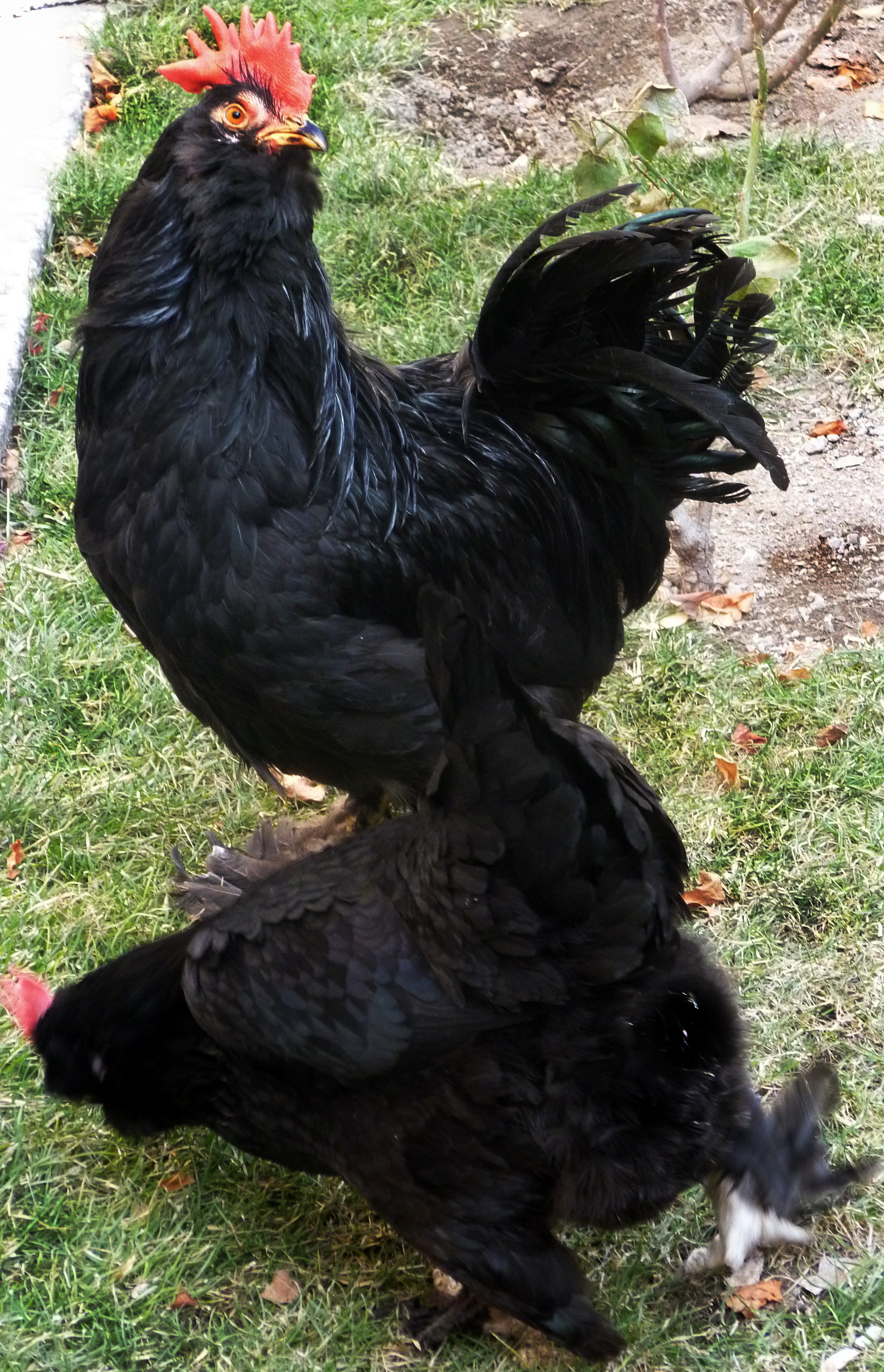 rare azerbaijan breed